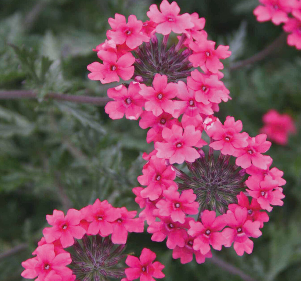 Verbena 4 'Sissinghurst'