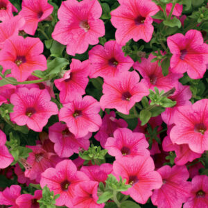 Surfinie (Petunia × hybrida)