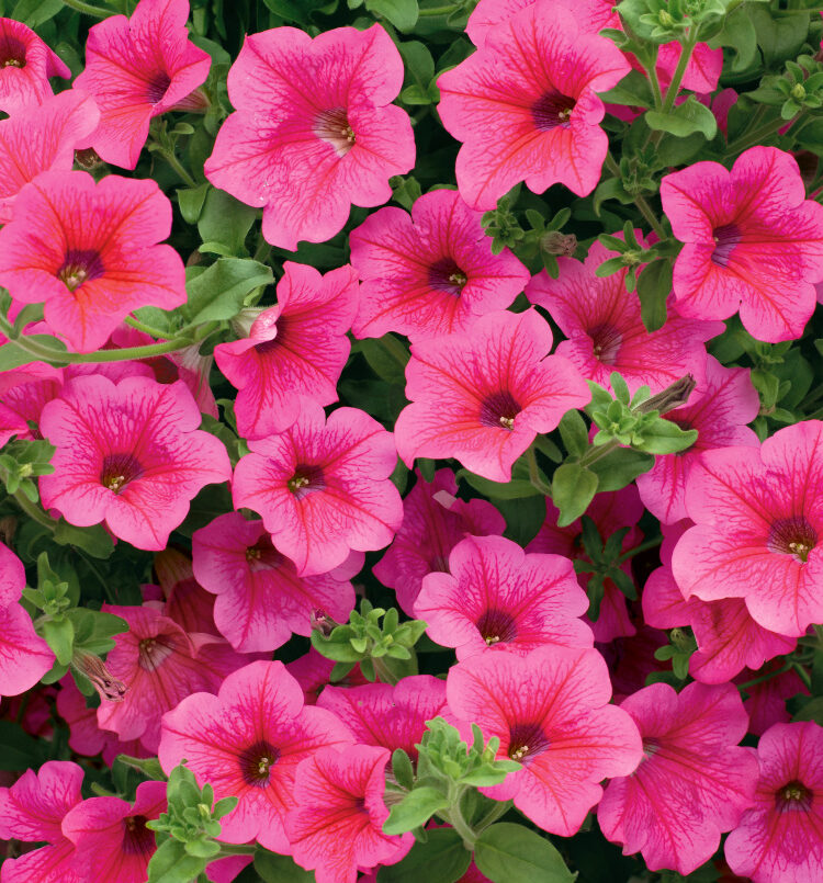 Petúnie 3 Surfinie (Petunia × hybrida)