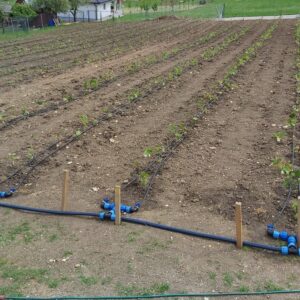 Systém výsadby - maliník