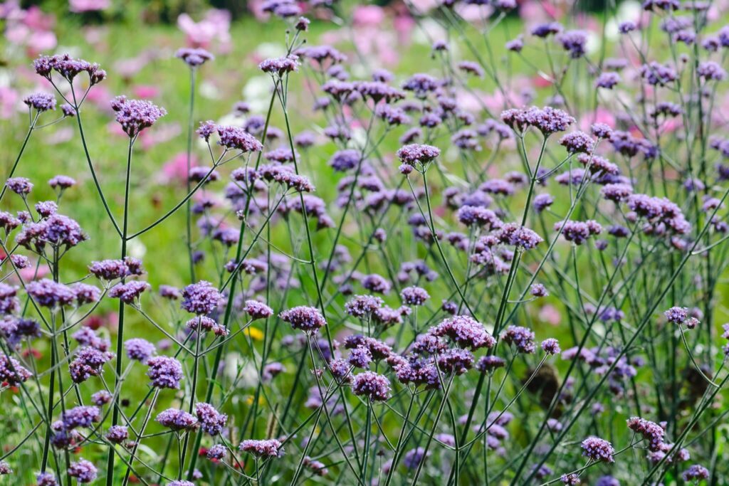 Verbena 1 Verbena bonariensis