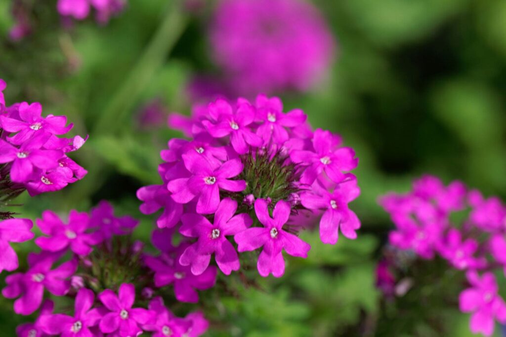 Verbena 2 Verbena canadensis