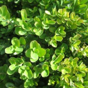 Zimostráz (Buxus)