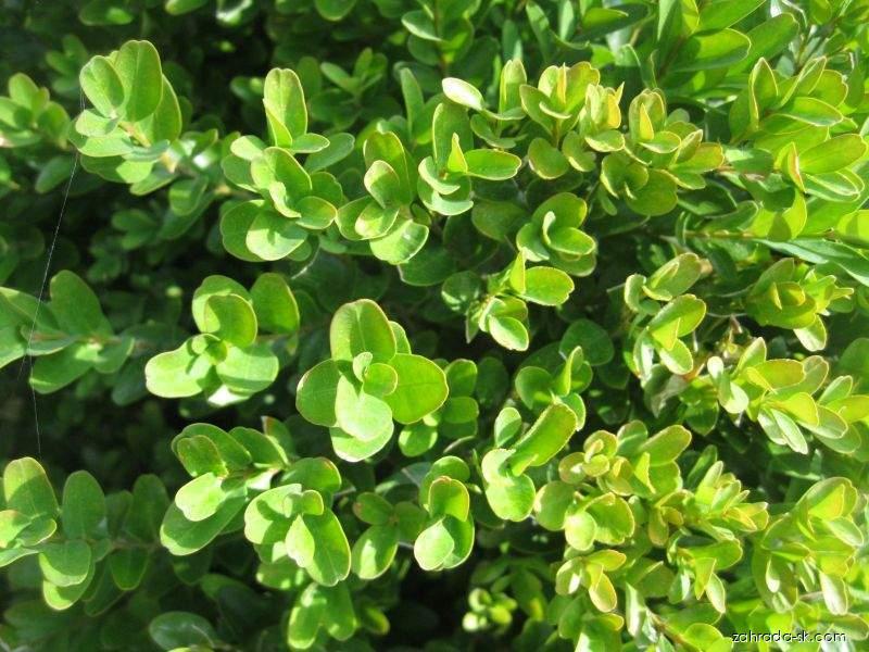 Buxus 1 Zimostráz (Buxus)