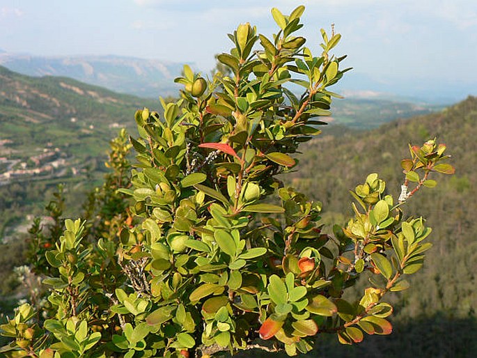 Buxus 2 Zimostraz