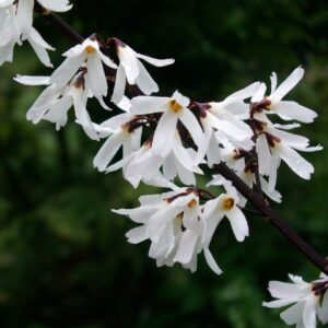Abeliofylum (Abeliophyllum distichum)