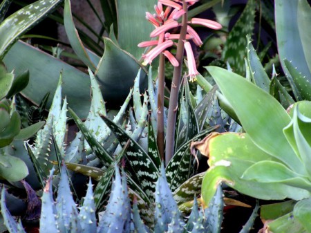 Aloe pestrá 2 Aloe pestrá (Aloe variegata)