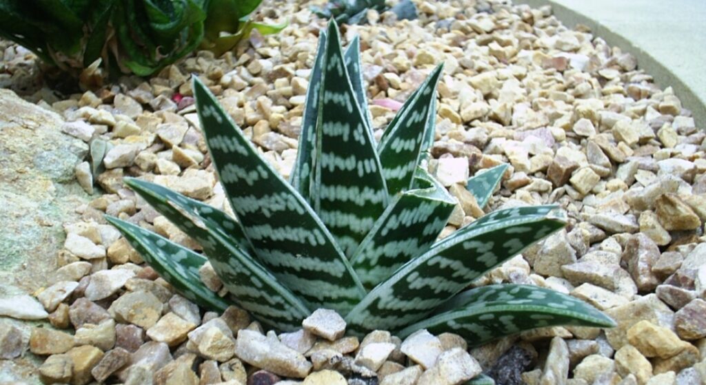 Aloe pestrá 1 Aloe pestrá (Aloe variegata)
