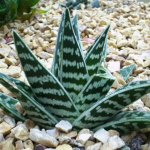 Aloe pestrá (Aloe variegata)