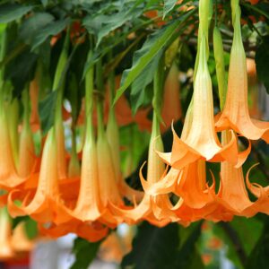 Andělské trumpety (Durman vonný)