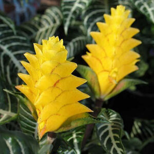 Aphelandra squarrosa 'Louisae'