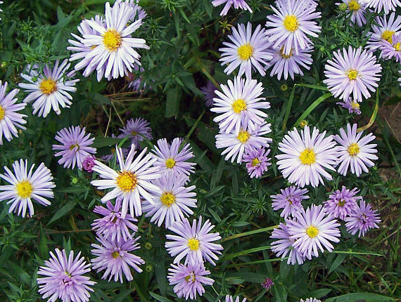 Astra 3 Astra alpská (Aster alpinus)