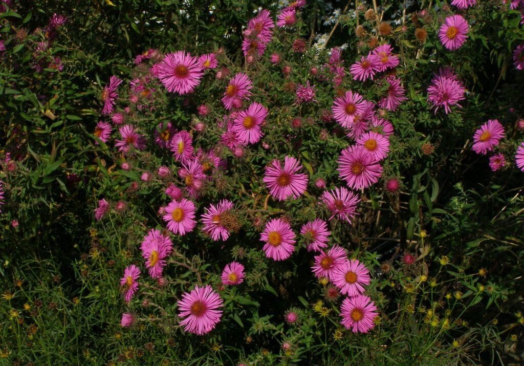 Astra 2 Astra novoanglická (Aster novae-angliae)