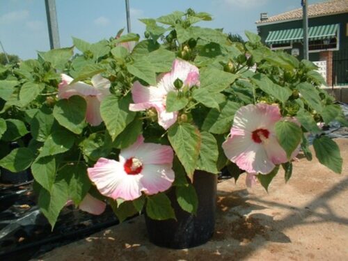 Ibišek bahenní 1 Ibišek bahenní (Hibiscus moscheutos)