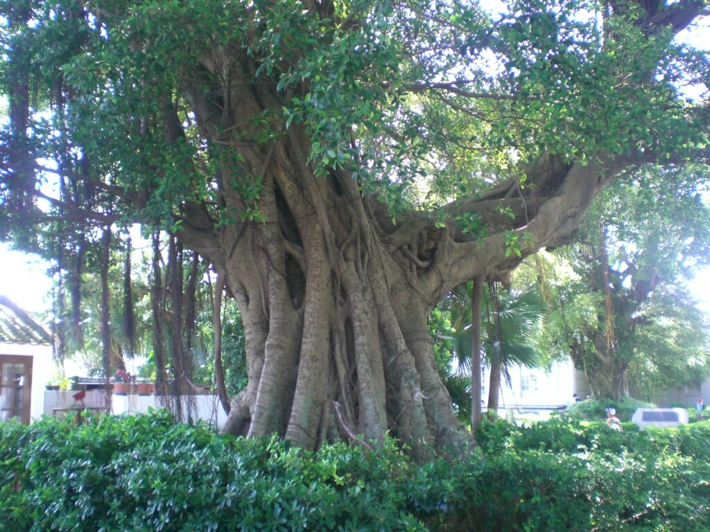 Banyán 1 Banyán (Ficus benghalensis)