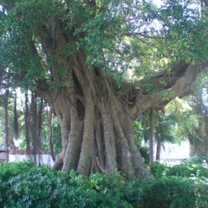 Banyán (Ficus benghalensis)