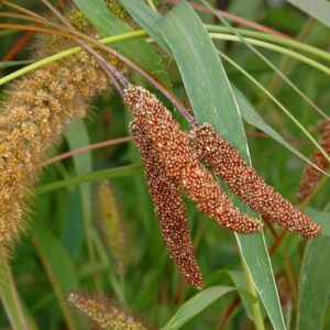Bér italský (Setaria italica)