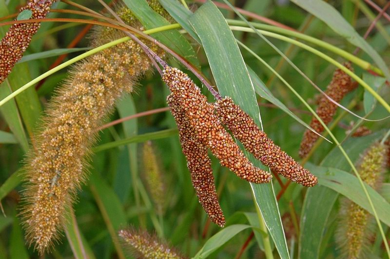 Bér italský 1 Bér italský (Setaria italica)