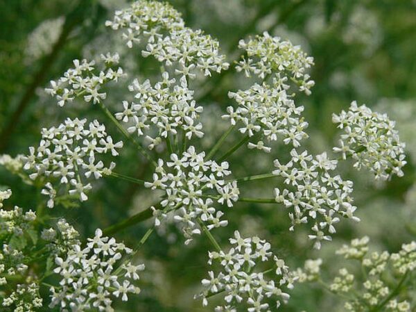 Bolehlav 1 Bolehlav plamatý (Conium maculatum) - vysoká dutá lodyha s drobnými bílými květy v okolících