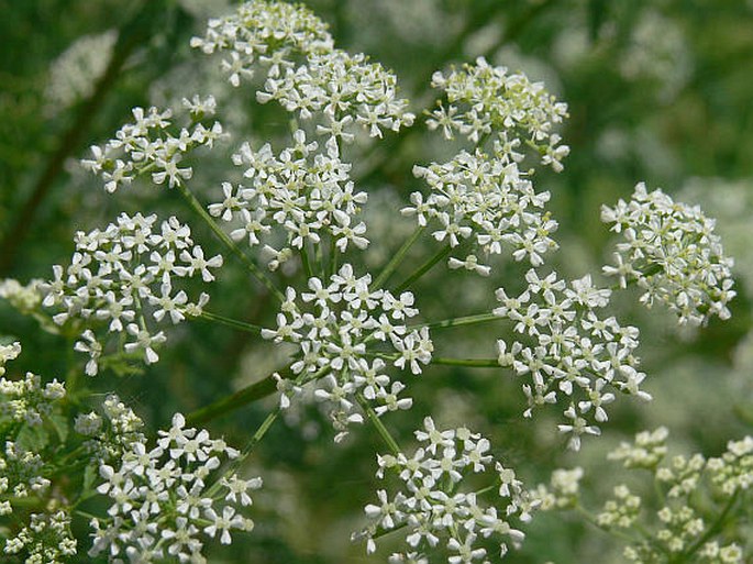 Bolehlav 1 Bolehlav (Conium maculatum)