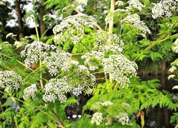 Bolehlav 2 Bolehlav plamatý (Conium maculatum) - purpurově skvrnitá lodyha, poznávací znak proti petrželi a kerblíku