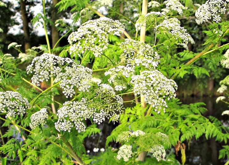 Bolehlav 2 Bolehlav plamatý (Conium maculatum)