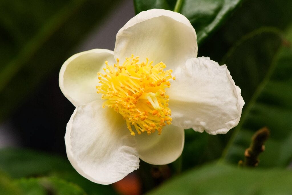 Čajovník 1 Čajovník (Camellia sinensis)