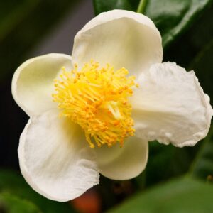 Čajovník (Camellia sinensis)