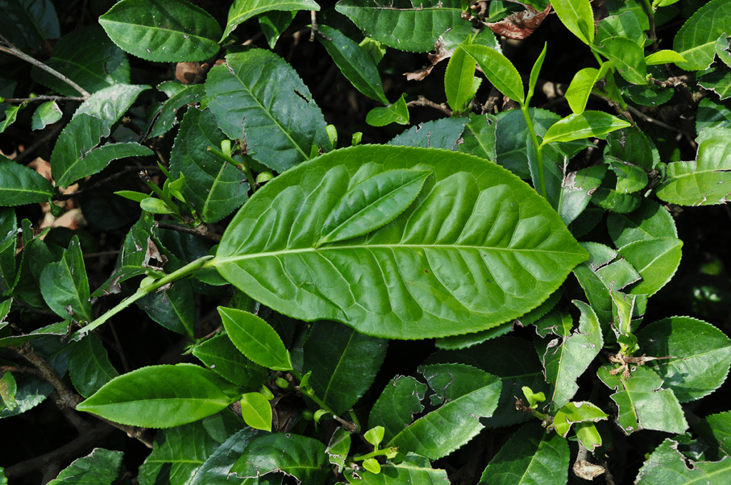 Čajovník 3 Camellia sinensis var. assamica