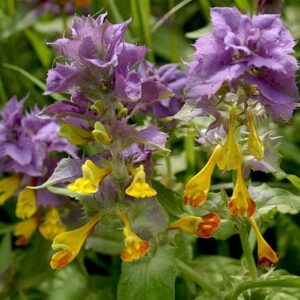 Černýš hajní (Melampyrum nemorosum)