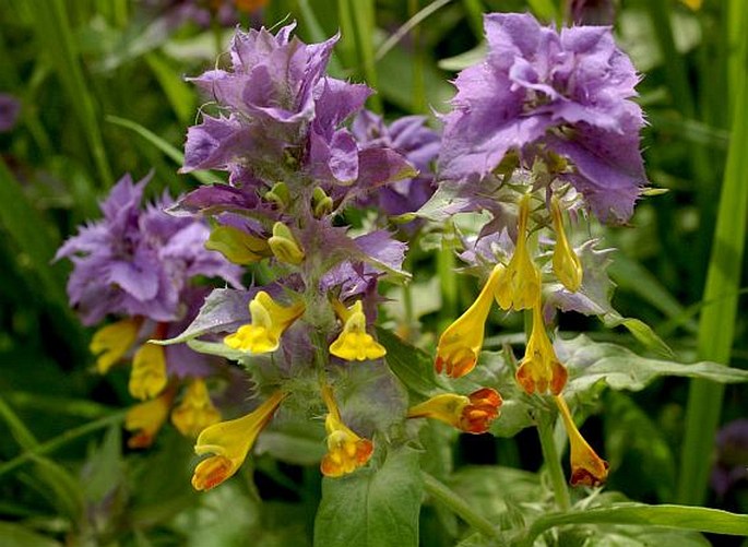 Černýš 1 Černýš hajní (Melampyrum nemorosum)
