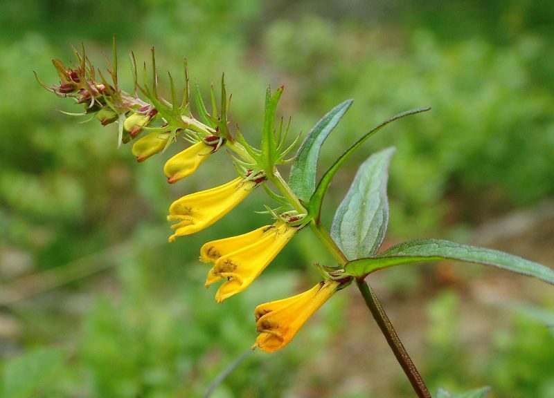 Černýš 3 Černýš luční (Melampyrum pratense)