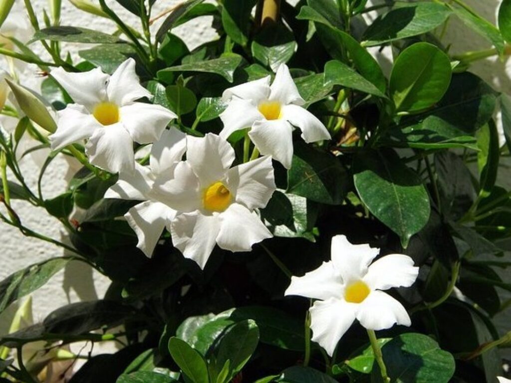Dipladenie 2 Dipladenie (Dipladenia, syn. Mandevilla)