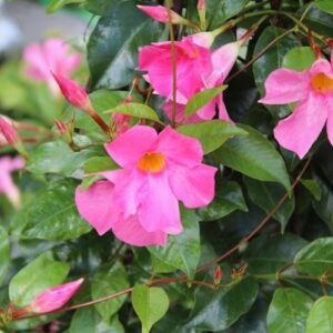 Dipladenie (Dipladenia, syn. Mandevilla)