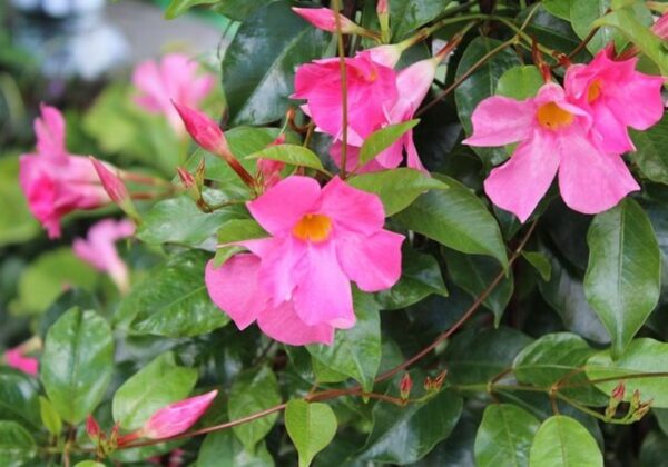 Dipladenie 1 Dipladenie (Dipladenia, syn. Mandevilla) s růžovými trubkovitými květy na slunném chráněném stanovišti