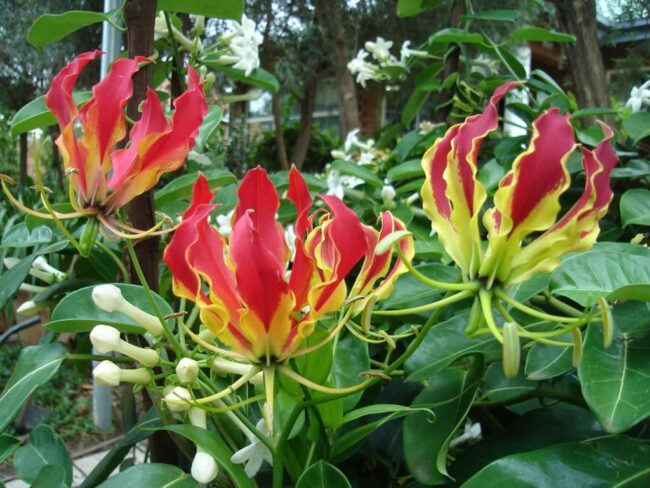 Glorioza 1 Glorioza (Gloriosa)
