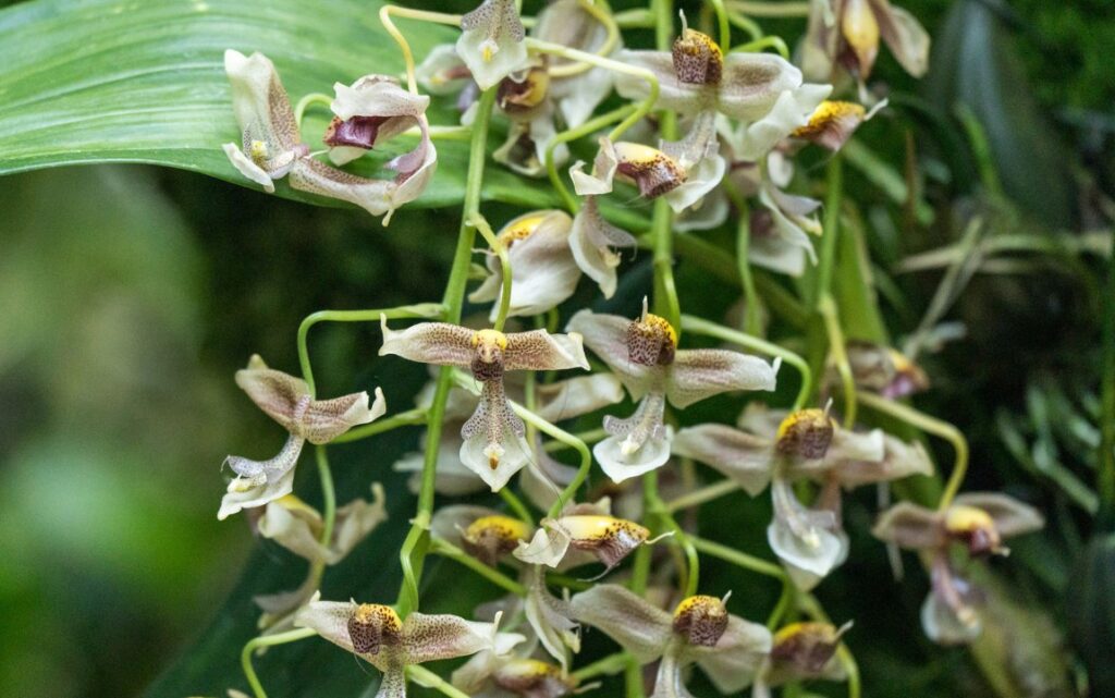 Gongora 1 Gongora (Gongora)