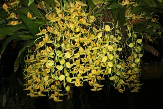 Gongora 2 Gongora galeata