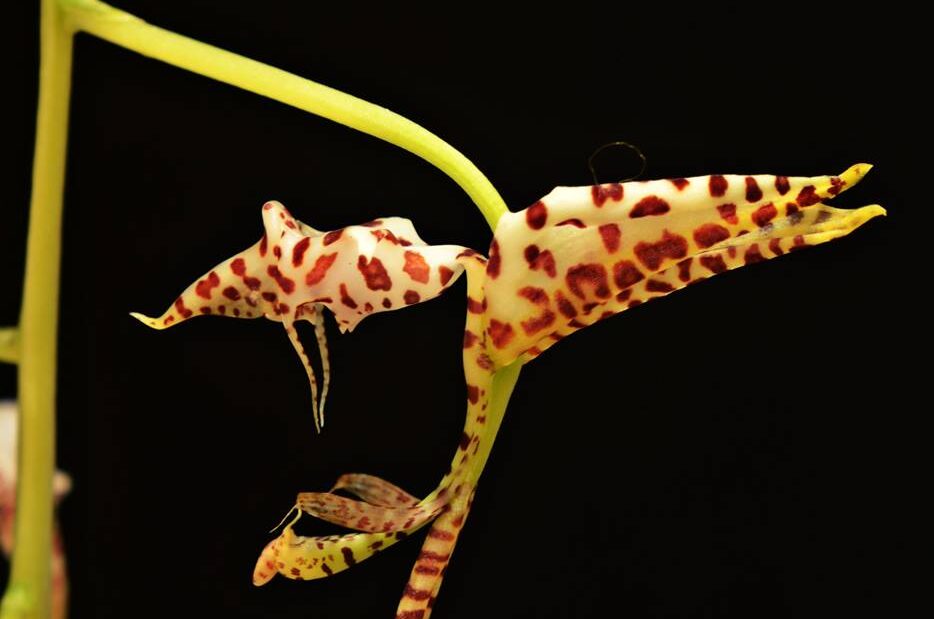 Gongora 3 Gongora maculata