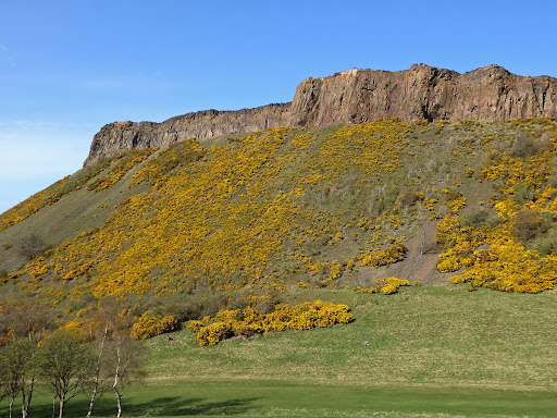 Hlodáš 2 Hlodáš evropský (Ulex europaeus)