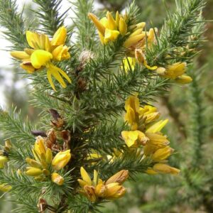 Hlodáš evropský (Ulex europaeus)