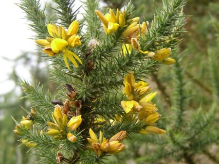 Hlodáš 1 Hlodáš evropský (Ulex europaeus)