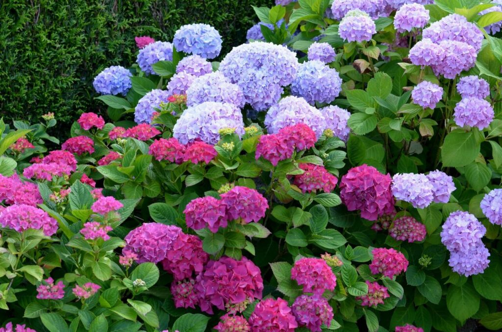 Hortenzie velkolistá 2 Hortenzie velkolistá (Hydrangea macrophylla)