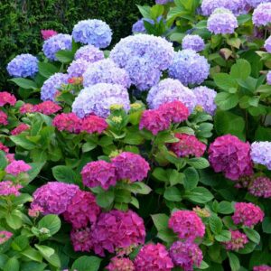 Hortenzie velkolistá (Hydrangea macrophylla)