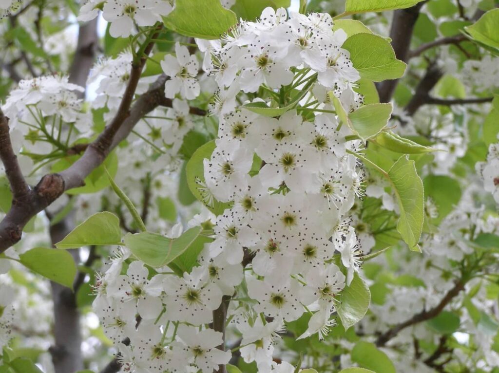Hrušeň 1 Hrušeň Calleryova (Pyrus calleryana)