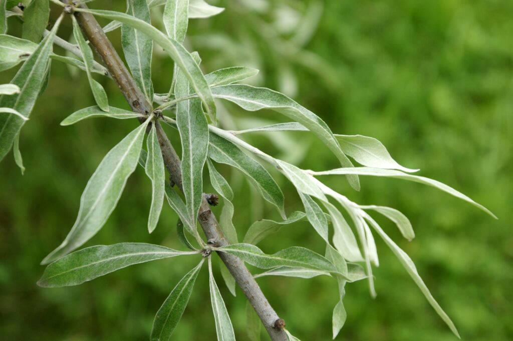 Hrušeň 2 Hrušeň hlošinolistá (Pyrus elaeagrifolia)