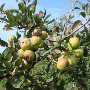 Hrušeň sněžná (Pyrus nivalis)