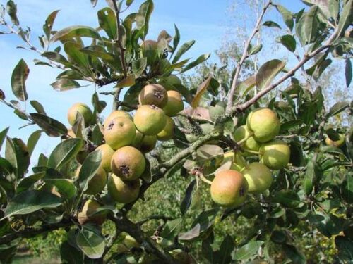 Hrušeň 3 Hrušeň sněžná (Pyrus nivalis)