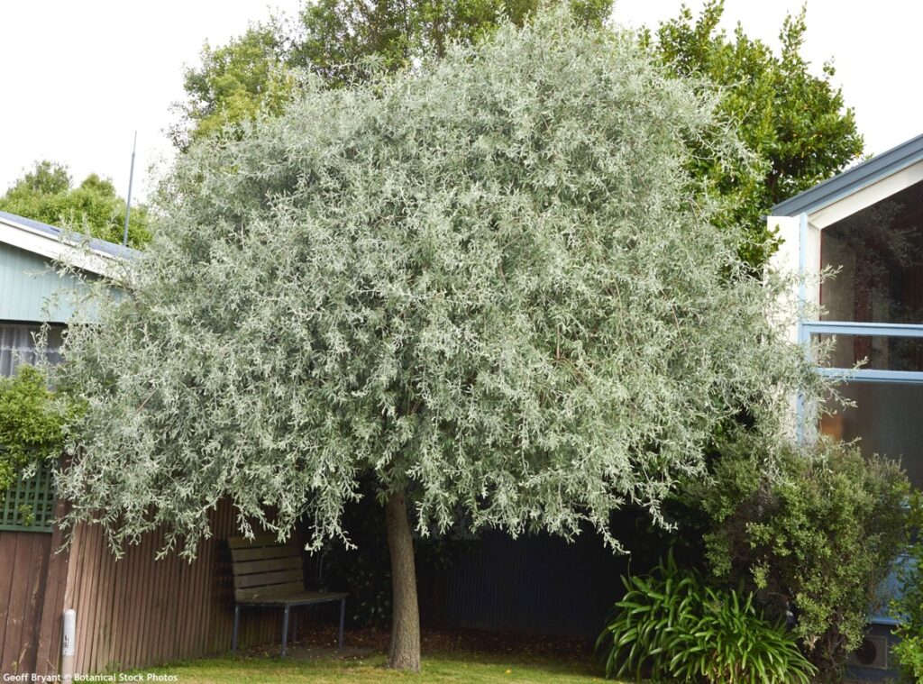 Hrušeň 4 Hrušeň vrbolistá (Pyrus salicifolia)
