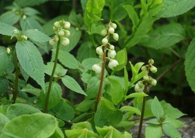 Hruštička 1 Hruštička jednostranná (Pyrola secunda)